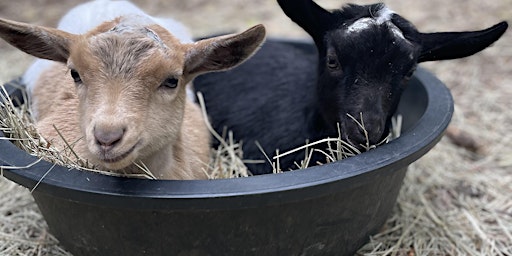 Imagem principal do evento Baby Goat Snuggle Session