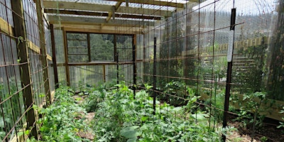 Primaire afbeelding van Hidden Valley Workshops: Polytunnel and Greenhouse Growing
