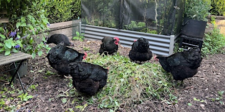 Learning From The Experts on How Best to Keep Backyard Chickens