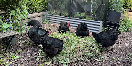 Imagen principal de Learning From The Experts on How Best to Keep Backyard Chickens