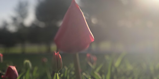Four Acres Farm- Tulips, cut flowers primary image