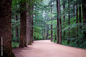 Image principale de Meditation retreat at Woljeongsa inside Odae Mountain Forest (2 nights 3 days)