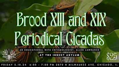 Brood 13 & 19 Periodical Cicadas Educational w/ Enotmologist Allen Lawrence