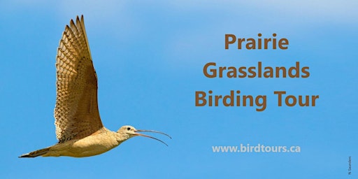 Imagem principal do evento Prairie Grasslands Birding Tour