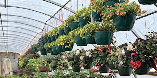 Hanging Baskets 101 primary image