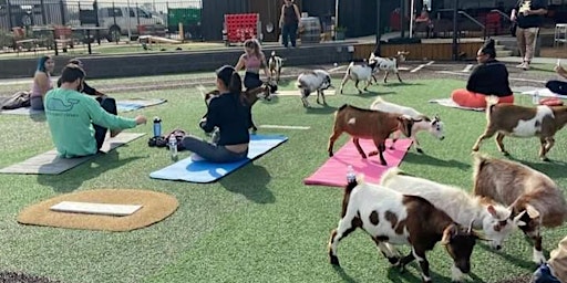 Goat Yoga Houston 2nd class 11AM Home Run Dugout Sunday June 9th primary image
