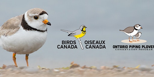 Hauptbild für Toronto Bird Celebration: The Return of Piping Plovers with Birds Canada