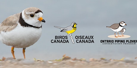 Toronto Bird Celebration: The Return of Piping Plovers with Birds Canada