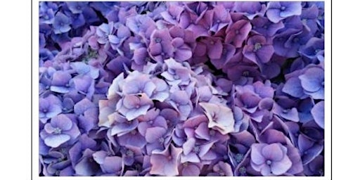 Beautiful Blooms (hydrangeas in a vase) primary image