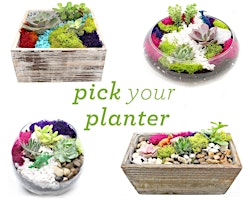 Plant Nite: Make a Succulent Terrarium  primärbild
