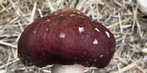 Mushroom Growing Outside primary image