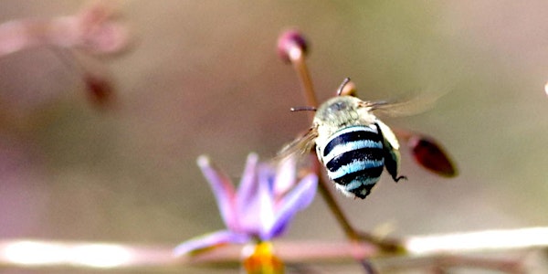 Pollinators at Westgate Park: citizen science workshop