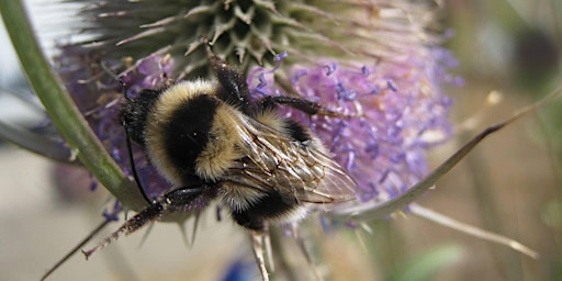 Imagem principal do evento Bumblebee Intermediate Identification Course