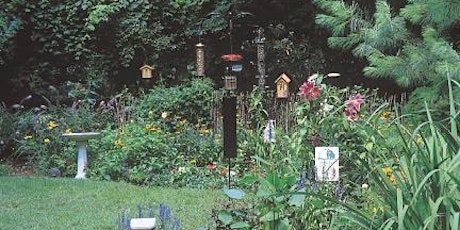 Create a Bird Friendly Oasis in Your Backyard