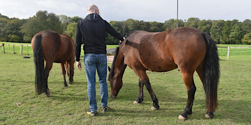 Hauptbild für Human Centred Leadership – with the horse as coach?