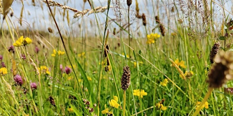 Managing grasslands for nature.