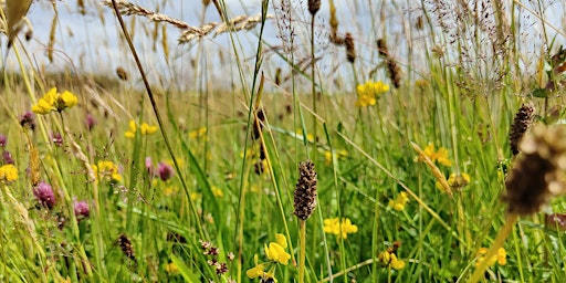 Imagem principal de Managing grasslands for nature.