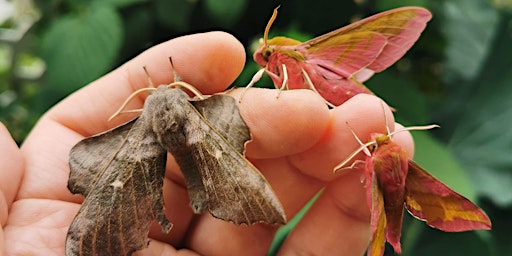 Immagine principale di Recording moths on St John's campus 