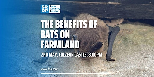 Imagem principal do evento The Benefits of Bats on Farmland