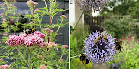 Friday Focus - Glasgow Pollinators