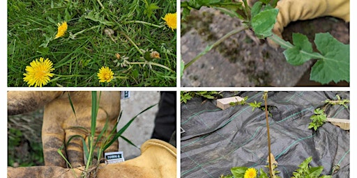 Weed Identification Course primary image