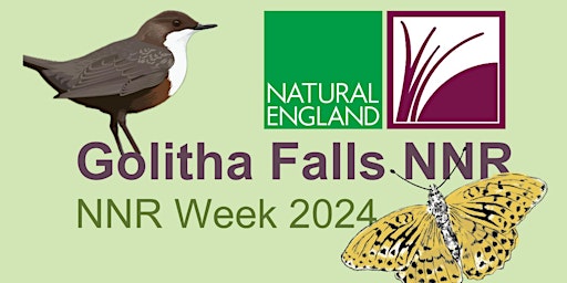 Imagem principal do evento NNR Week 2024 - Golitha Falls Bat Walk