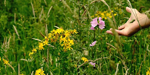 Hauptbild für NWT Sweet Briar Marshes: Wild about wildflowers