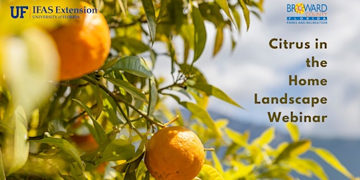 Image principale de Citrus in The Home Landscape Webinar