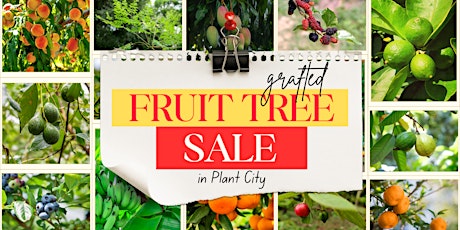 Central Florida's LARGEST Grafted Fruit Tree Sale THIS WEEK!
