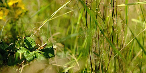 Image principale de NWT Sweet Briar Marshes: Investigating invertebrates