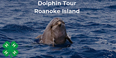 Wildlife: Dolphin Tour