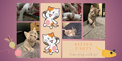 Angelcat Haven KITTEN PARTY primary image