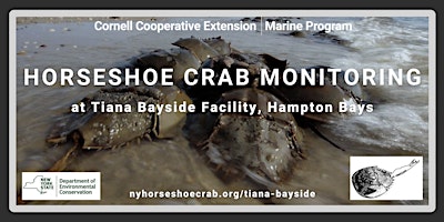 Imagem principal do evento Horseshoe Crab Monitoring at Tiana Bayside, May 21st