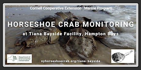 Horseshoe Crab Monitoring at Tiana Bayside, May 21st