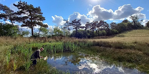 Great Crested Newt Survey at Chorleywood