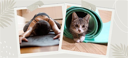 Image principale de Kitten Yoga