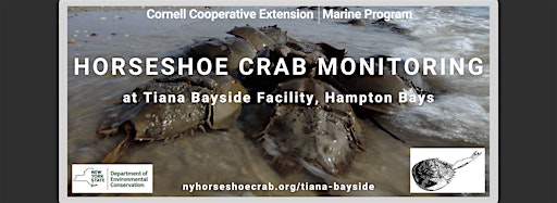Collection image for Tiana Horseshoe Crab Monitoring