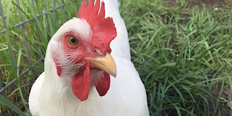 Backyard Chickens 101: Basics of Raising Backyard Chickens for Eggs