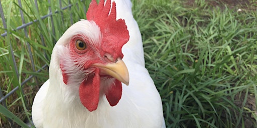 Imagem principal do evento Backyard Chickens 101: Basics of Raising Backyard Chickens for Eggs