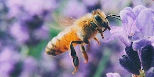 Primaire afbeelding van Bumblebee ID Training Course