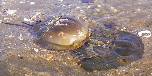 May 7 Horseshoe Crab Monitoring - Leonardo Public Beach, Middletown NJ  primärbild