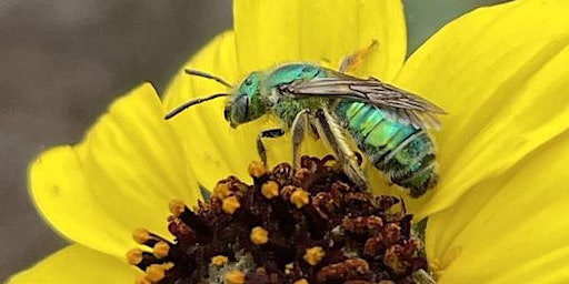 Immagine principale di Attracting Native Pollinators with Native Plants with Maryanne Pittman 