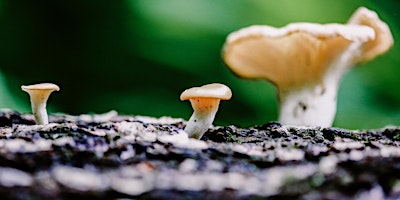 Imagem principal do evento The Magical World of Mushrooms