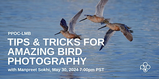 Imagem principal do evento Tips & Tricks for Amazing Bird Photography- Manpreet Sokhi  [BC 4303-0025]