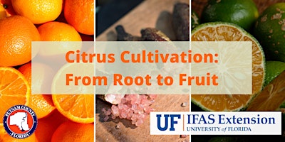Imagen principal de Citrus Cultivation: From Root to Fruit