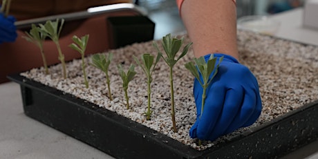 Propagating California Native Plants from Cuttings with Tim Becker