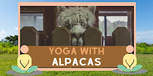 Yoga With Alpacas primary image