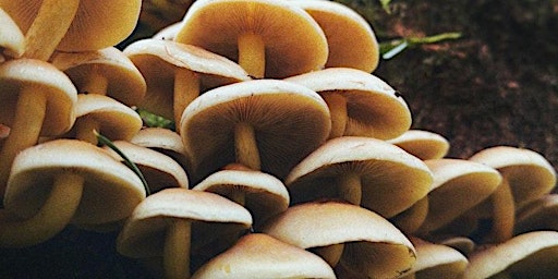 Hauptbild für Spring Wild Mushroom Hunt
