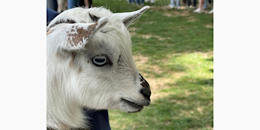 Imagem principal do evento Baby Goat Social Hour