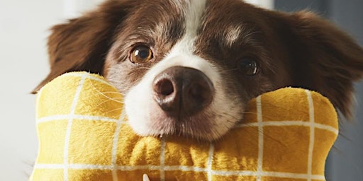 Hauptbild für UTSÅDD Pet Adoption
